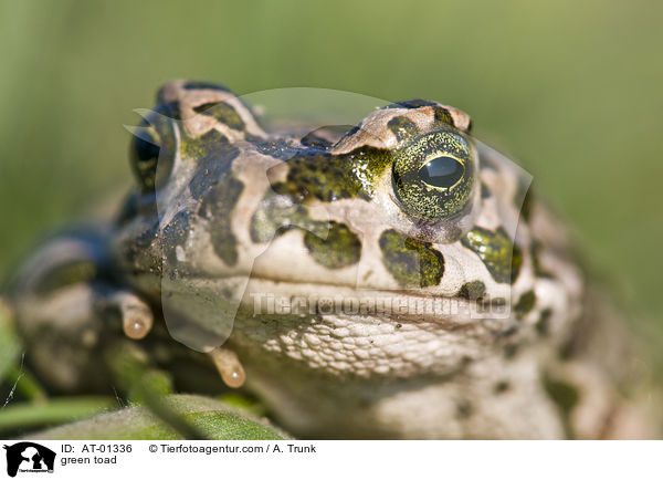 Wechselkrte / green toad / AT-01336