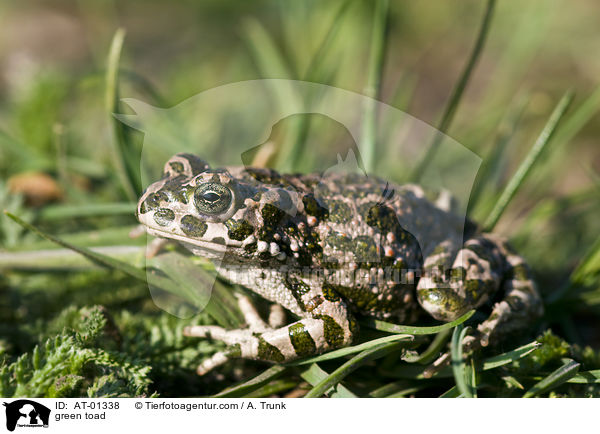 Wechselkrte / green toad / AT-01338