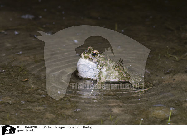 Wechselkrte / green toad / THA-02840