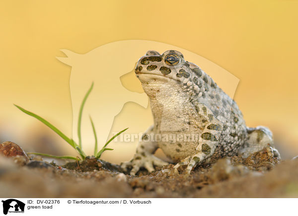 Wechselkrte / green toad / DV-02376