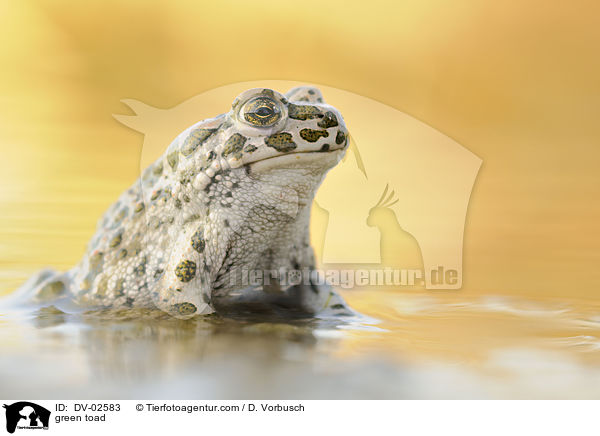 green toad / DV-02583