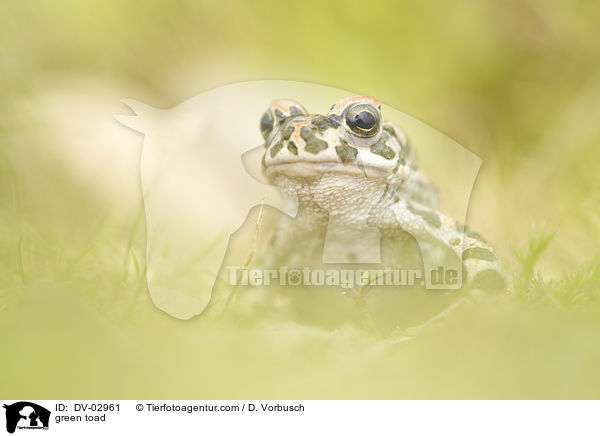 Wechselkrte / green toad / DV-02961