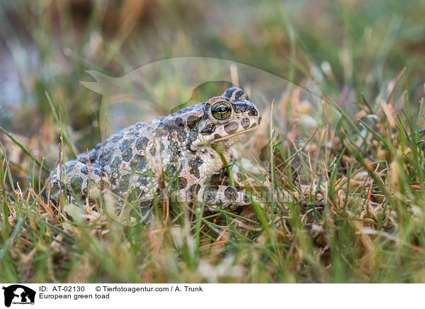 Wechselkrte / European green toad / AT-02130