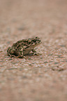 European green toad