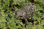 European green toad