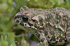 European green toad