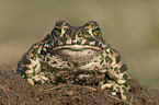 green toad