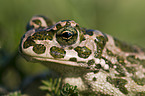 green toad