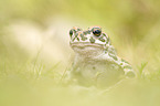 green toad