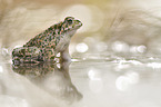 green toad