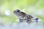 green toad