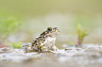 green toad