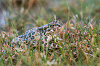 European green toad