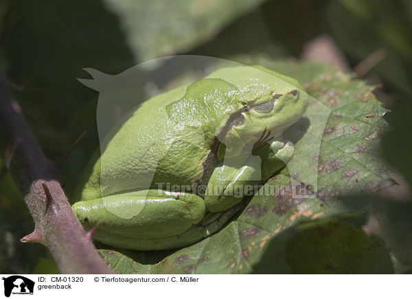 Europischer Laubfrosch / greenback / CM-01320