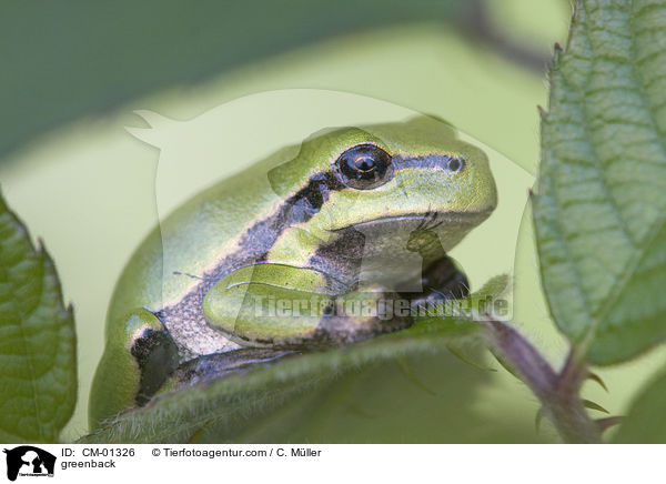 Europischer Laubfrosch / greenback / CM-01326