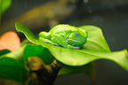 European tree frog