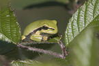 greenback