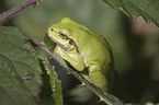 greenback