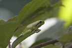 greenback