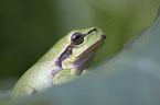 greenback