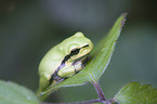 greenback