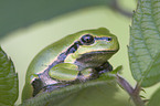 greenback