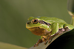 common tree frog