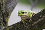 common tree frog