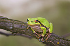 common tree frog