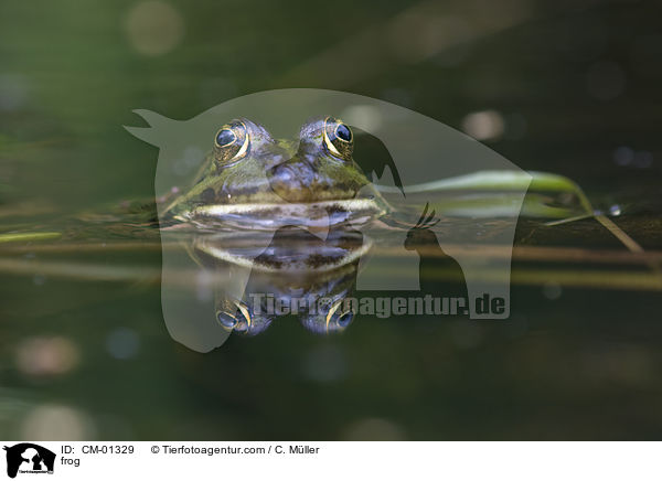 Frosch / frog / CM-01329