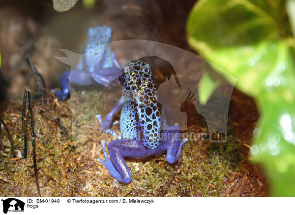 Frsche / frogs / BM-01948