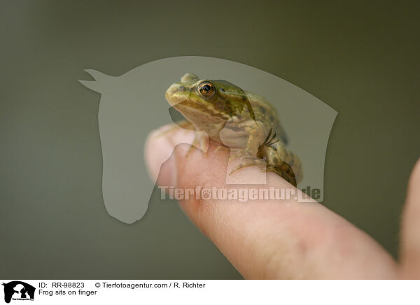 Frosch sitzt auf Finger / Frog sits on finger / RR-98823
