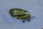 frog