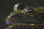 frog