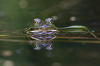 frog