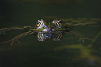 frog