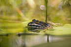 frog