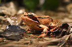 frog