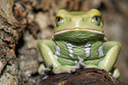 frog