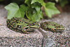 frogs