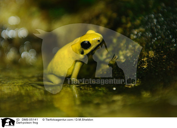 Schrecklicher Pfeilgiftfrosch / Dart-poison frog / DMS-05141