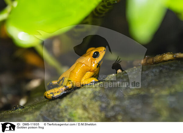 Schrecklicher Pfeilgiftfrosch / Golden poison frog / DMS-11935