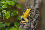 Golden Poison Frog