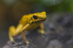 Golden Poison Frog