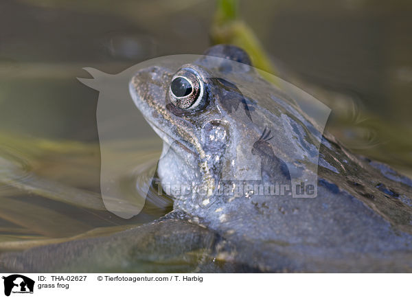 Grasfrosch / grass frog / THA-02627