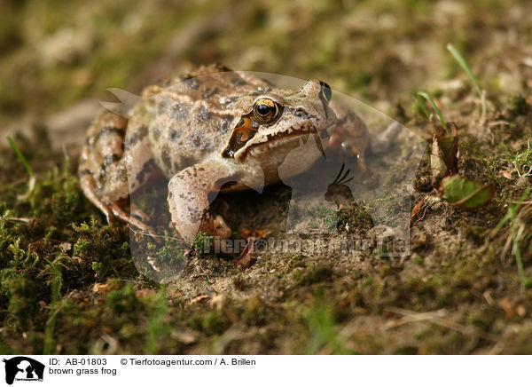 Grasfrosch / brown grass frog / AB-01803