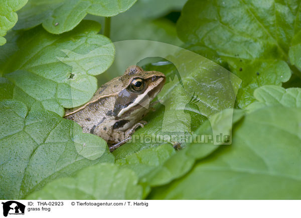Grasfrosch / grass frog / THA-02923