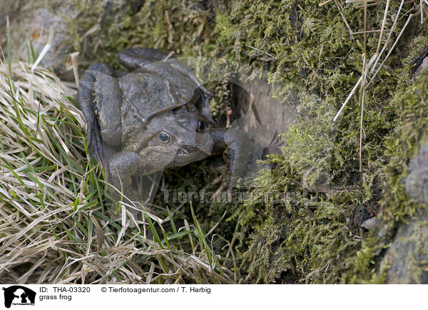 Grasfrosch / grass frog / THA-03320