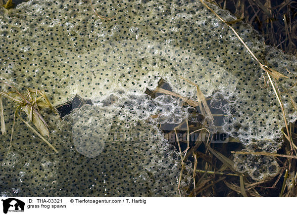 Grasfrosch Laich / grass frog spawn / THA-03321