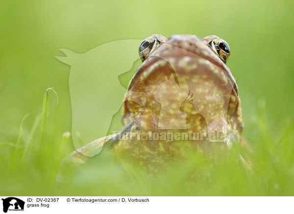 Grasfrosch / grass frog / DV-02367